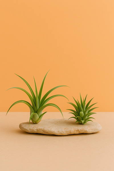 Air Plants