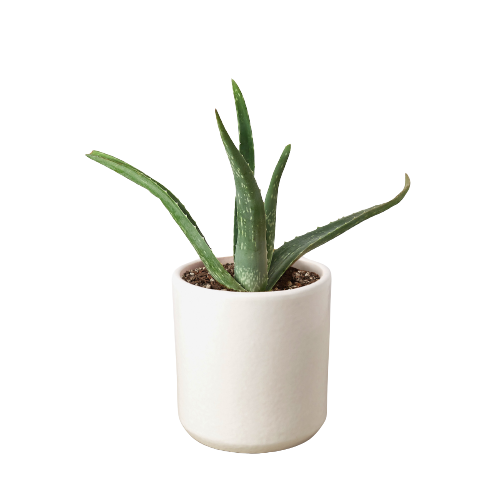 Aloe Vera | Healing Succulent for Easy Indoor Care