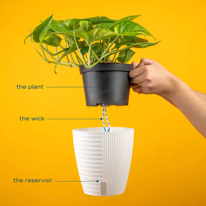Indoor Trending Tropicals Collection Sterling Silver House Plant in 6-Inch Self-Watering