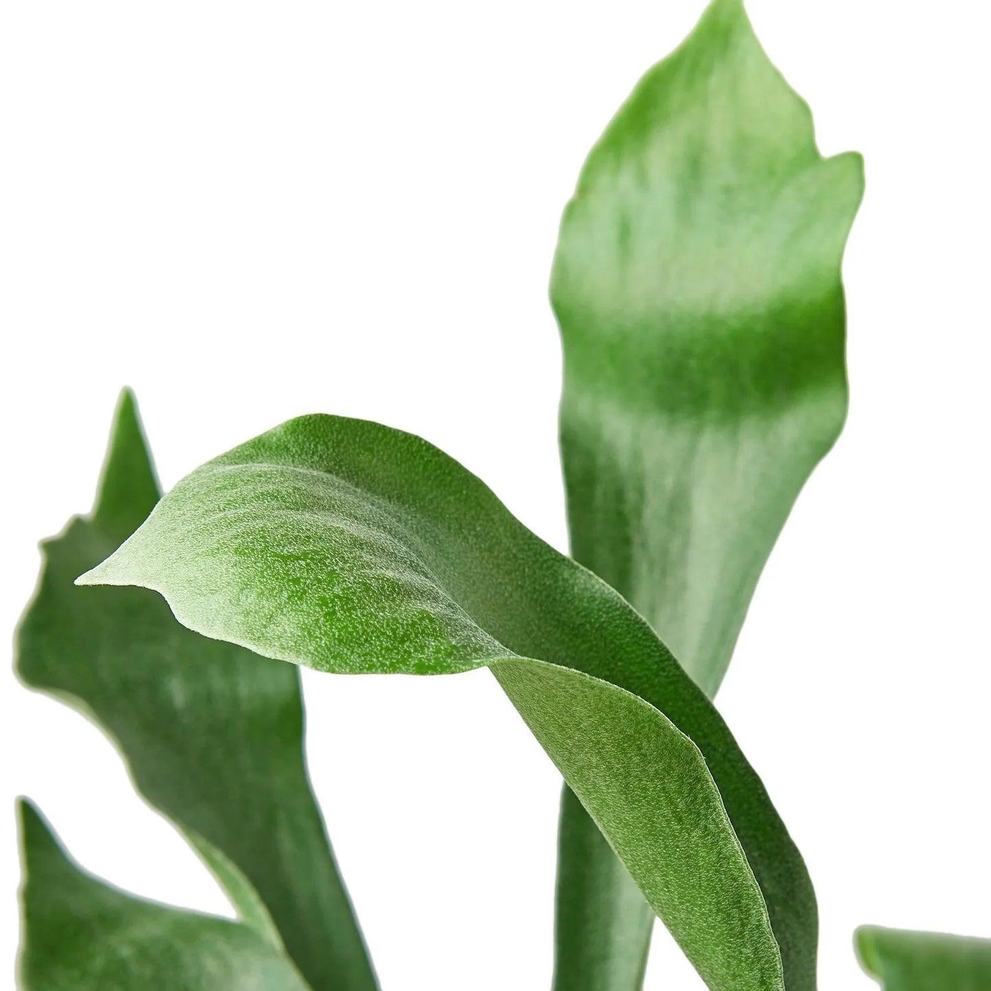 Staghorn Fern | Sculptural, Low Light Wall Mount