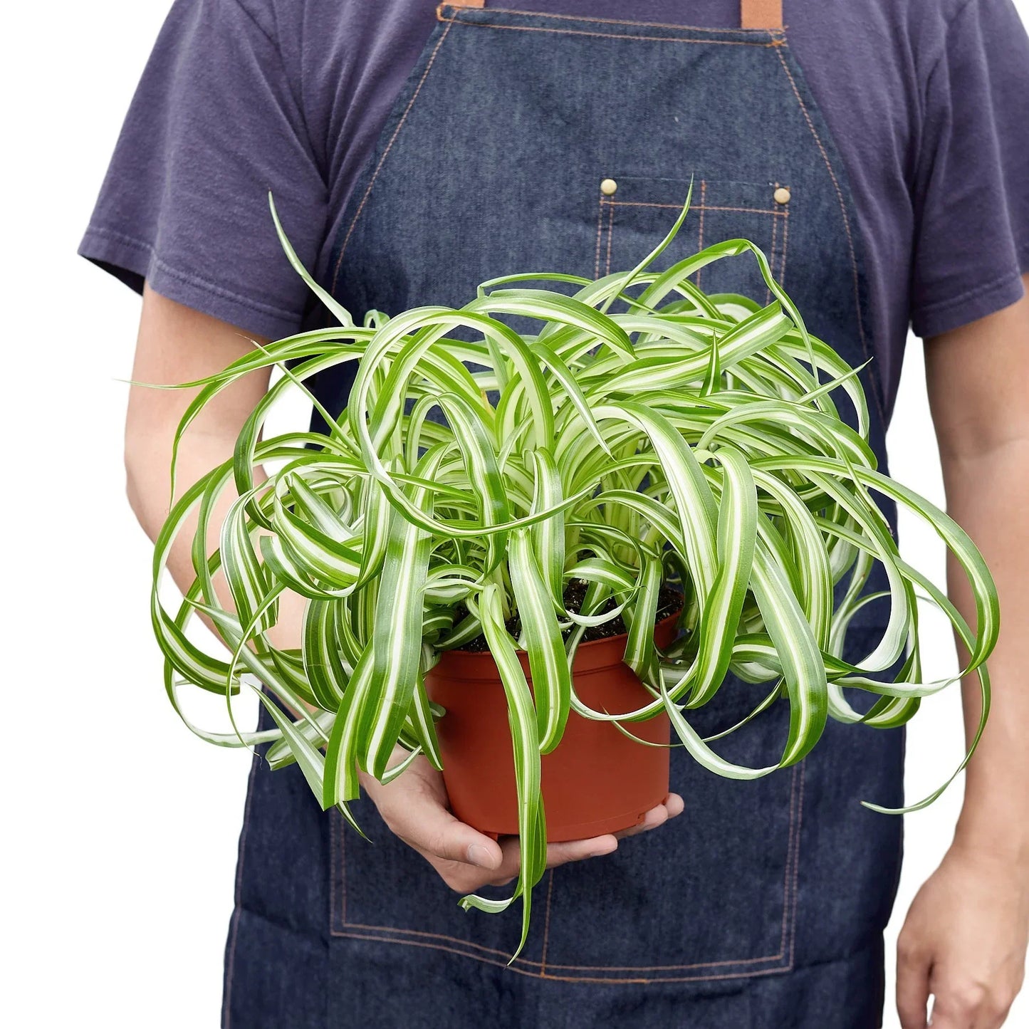 Spider Plant 'Bonnie' | Pet-Safe, Trailing Purifier