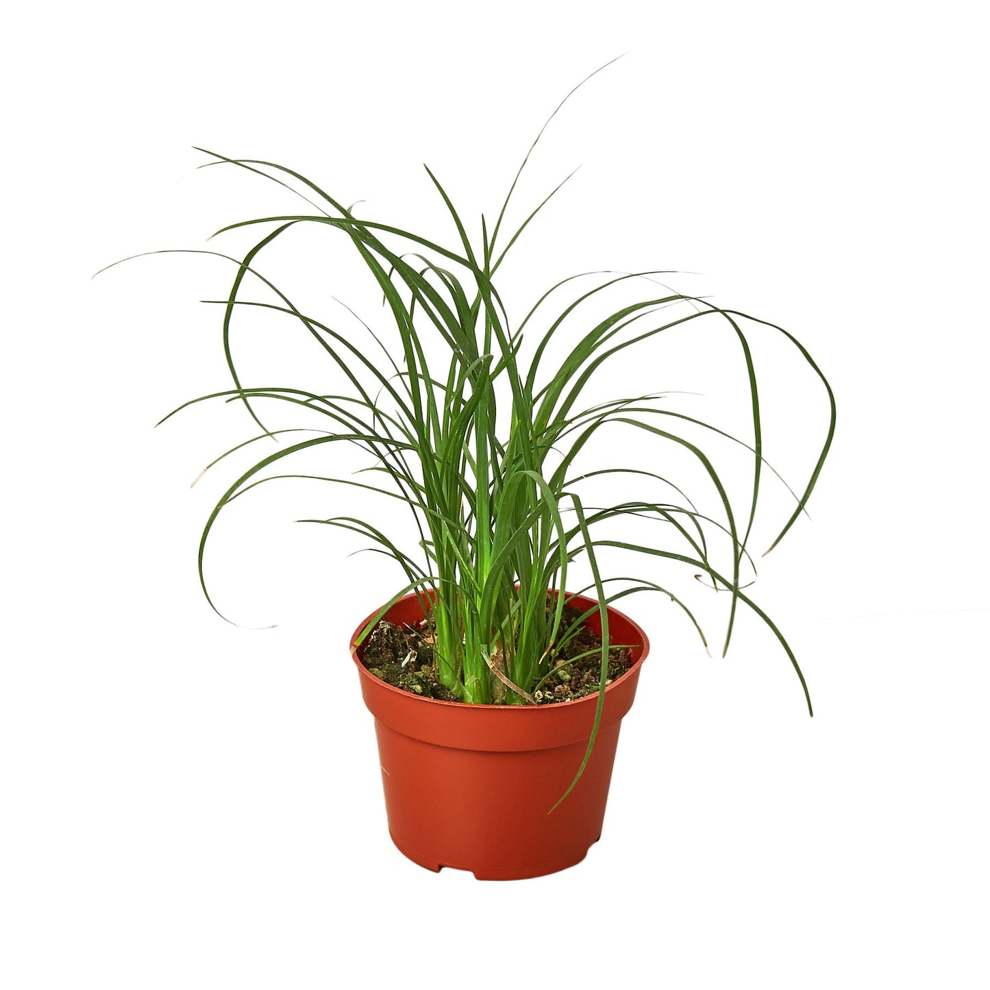 Ponytail Palm – Drought-Tolerant Sculptural Indoor Tree