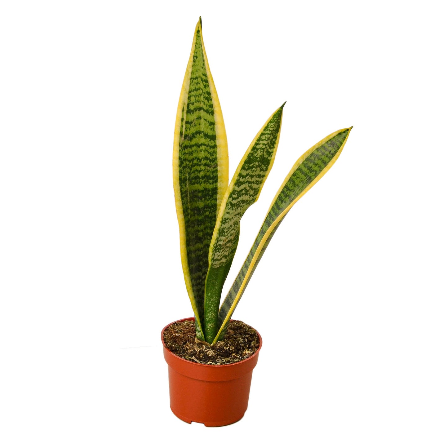 Snake Plant ‘Laurentii’ | Bold, Air-Purifying Foliage