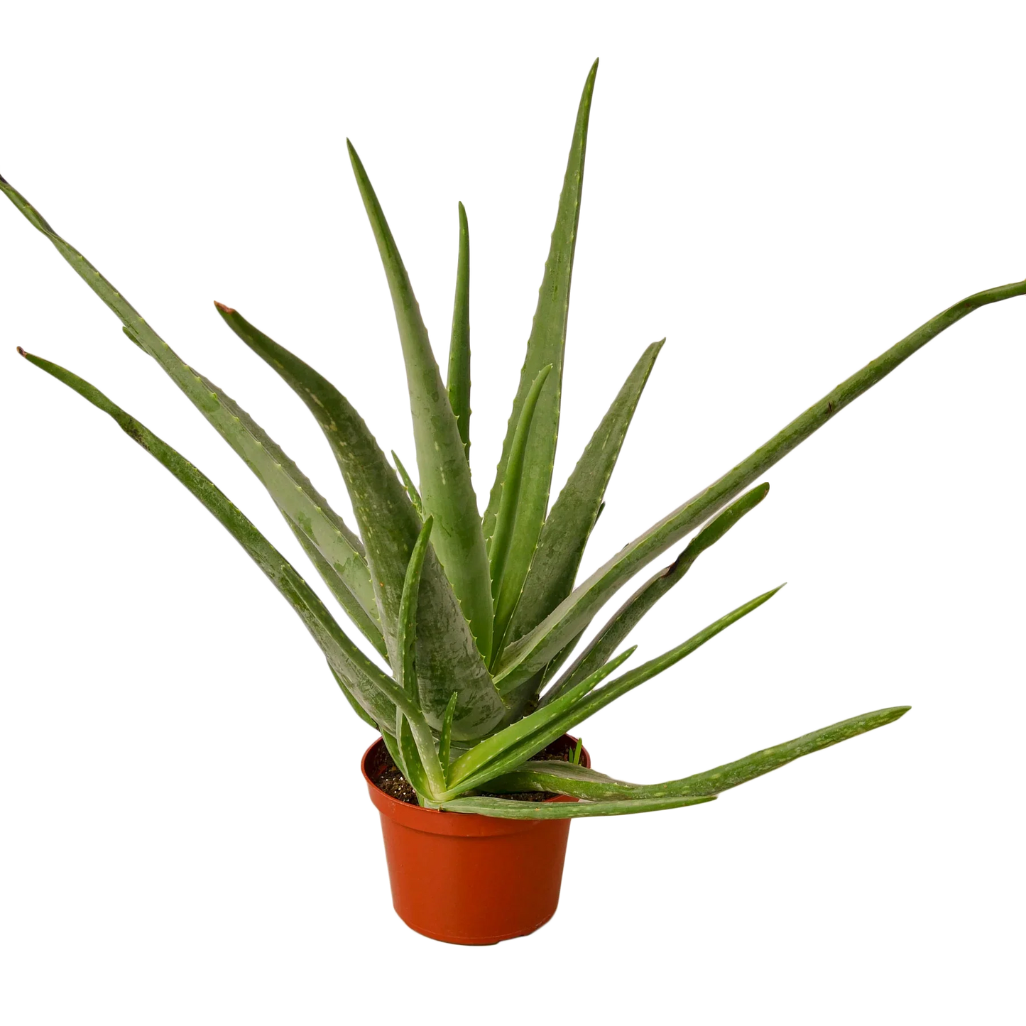 Aloe Vera | Healing Succulent for Easy Indoor Care