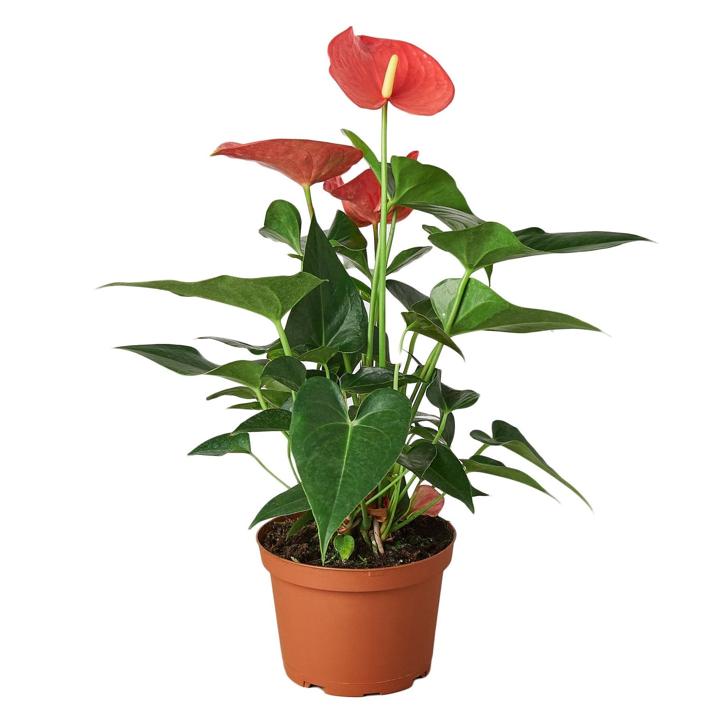 Anthurium ‘Pink’ | Glossy Blooming Tropical Plant