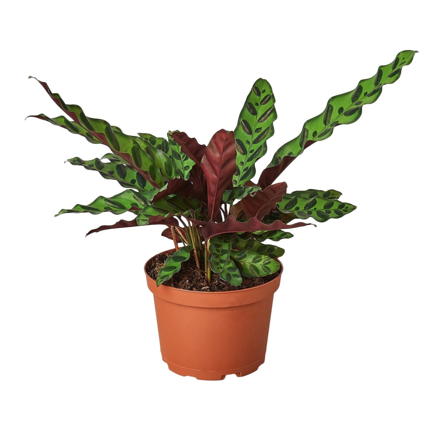Calathea ‘Rattlesnake’ | Pet-Friendly, Low Light