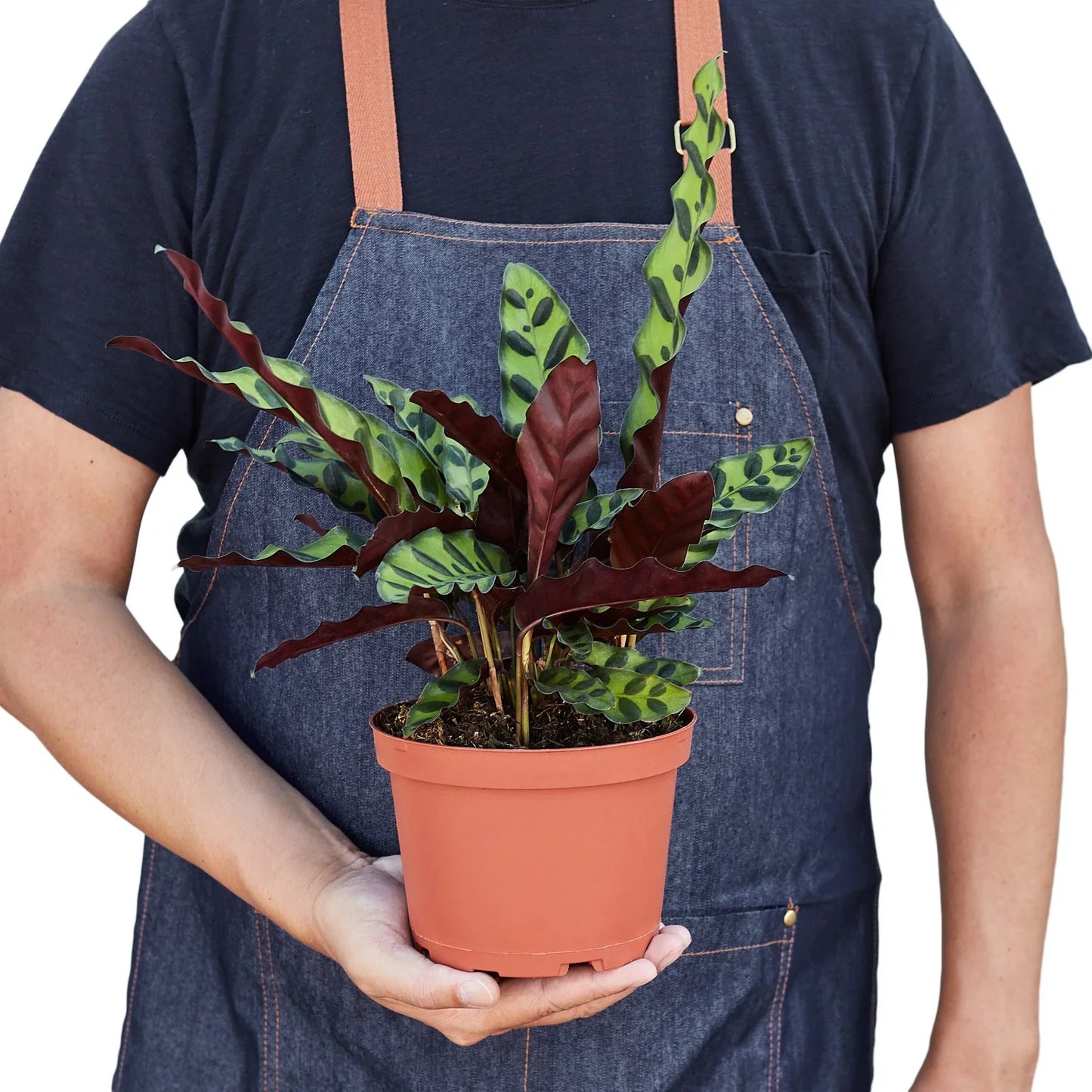 Calathea ‘Rattlesnake’ | Pet-Friendly, Low Light