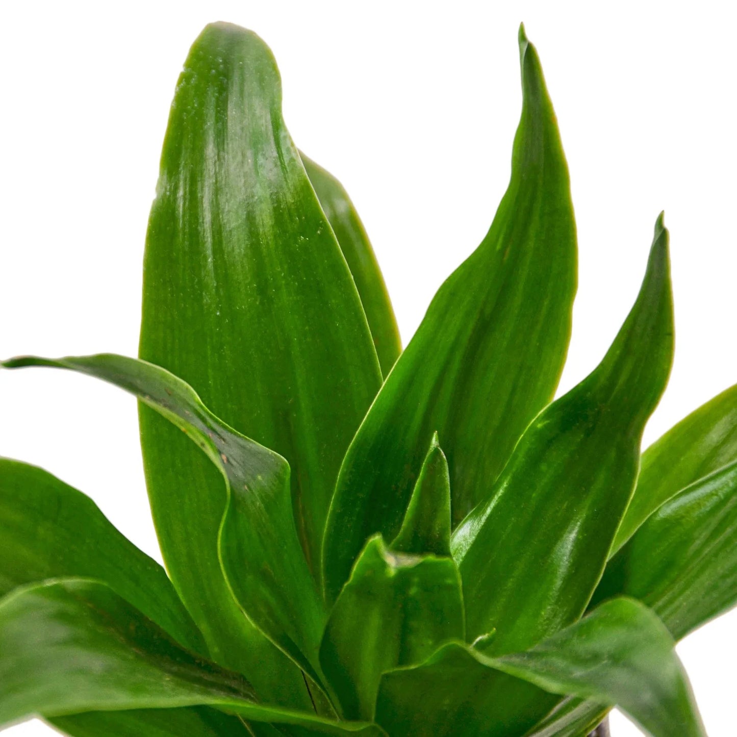 Dracaena ‘Janet Craig’ | Easy-Care Upright Foliage