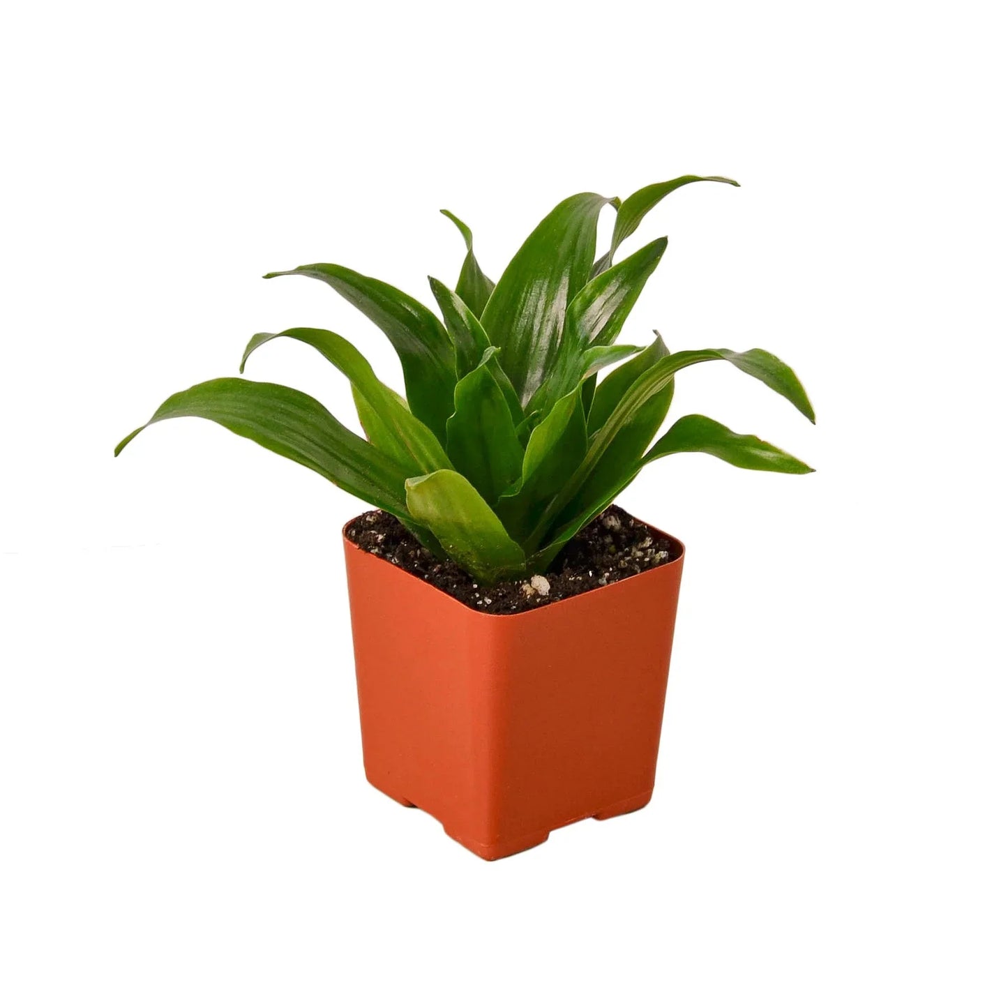 Dracaena ‘Janet Craig’ | Easy-Care Upright Foliage