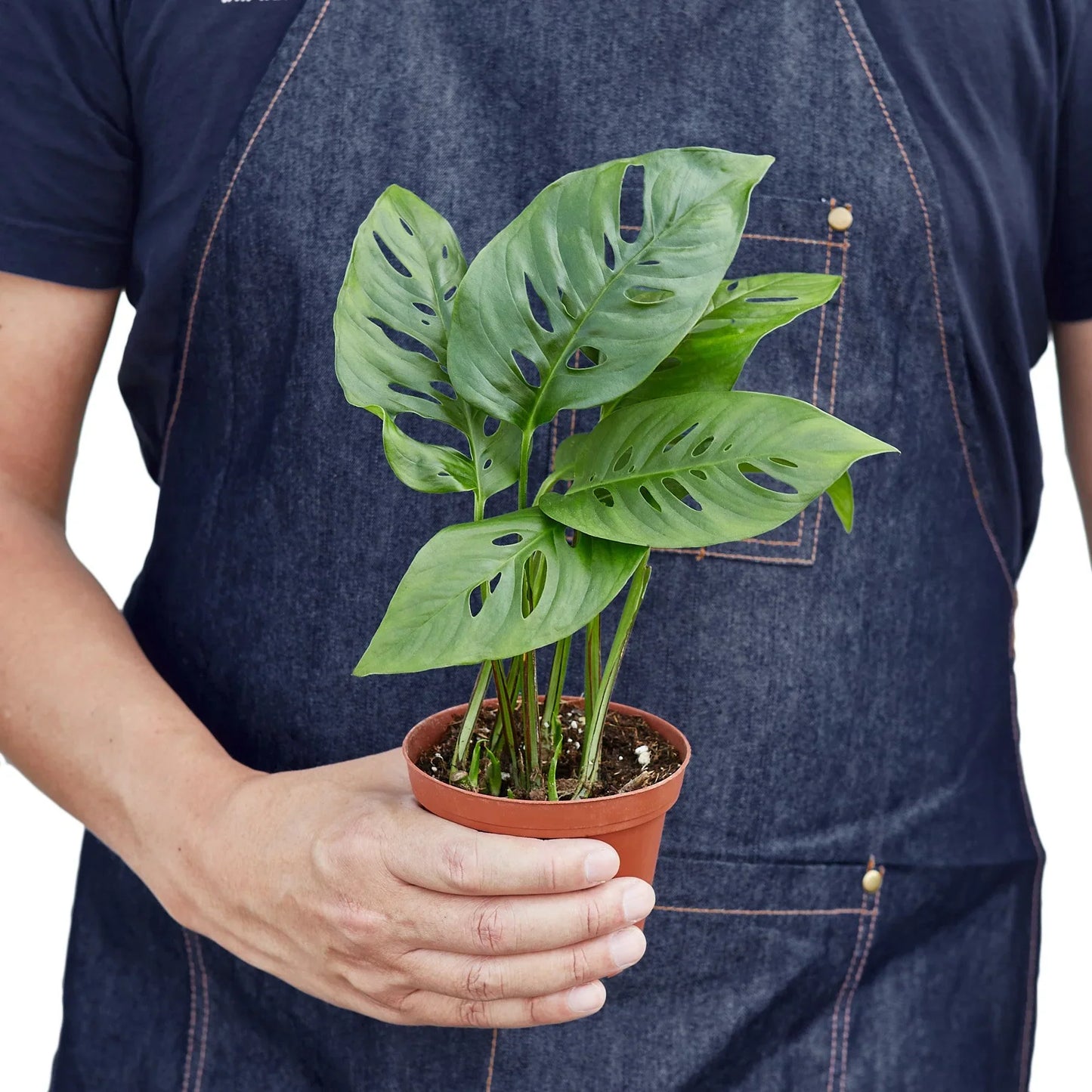 Monstera ‘Swiss Cheese’ | Climbing, Air-Purifying