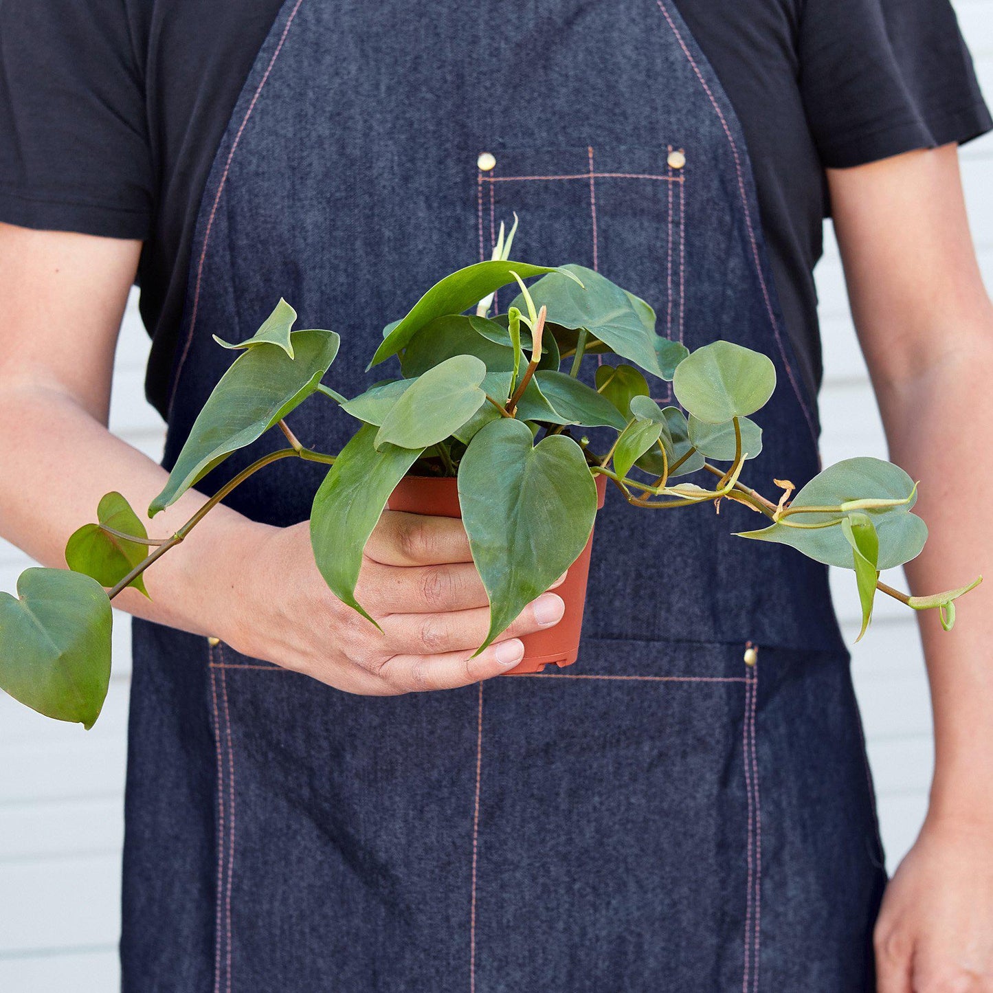 Philodendron Cordatum | Low Light Trailing Plant