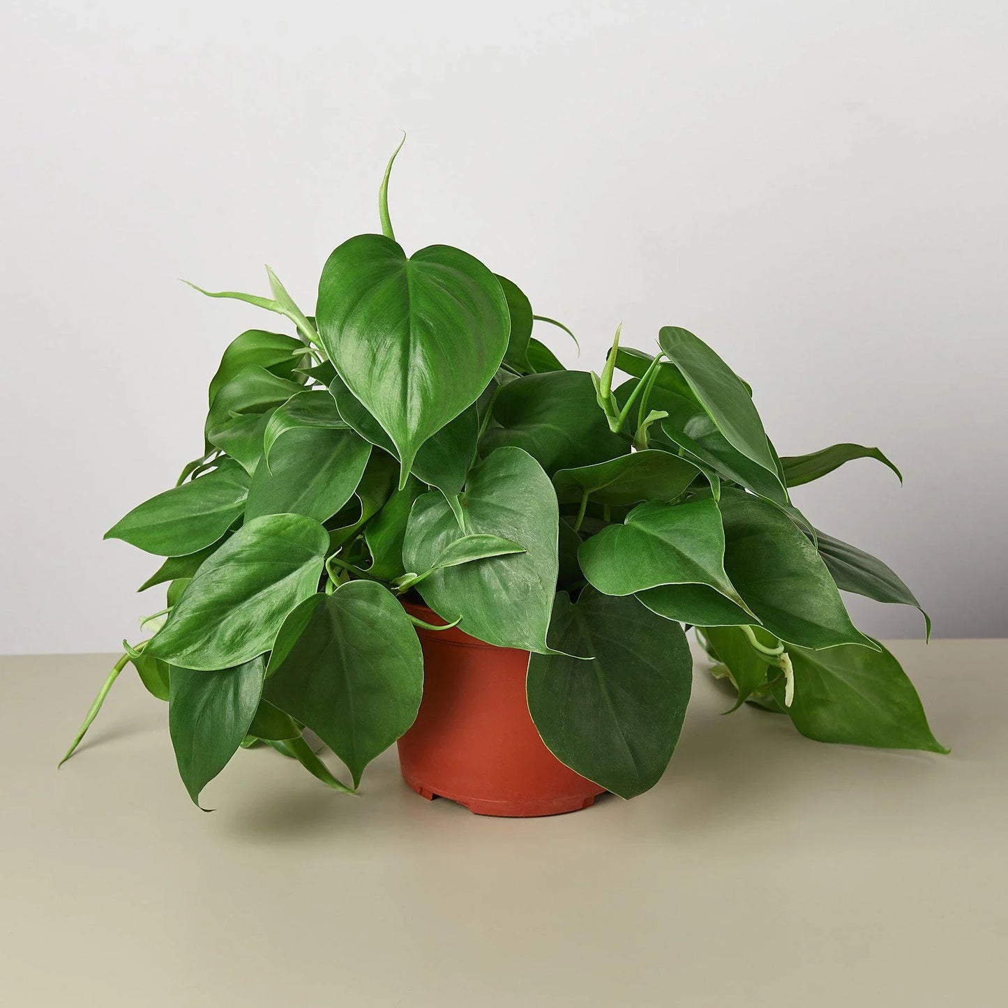Philodendron Cordatum | Low Light Trailing Plant