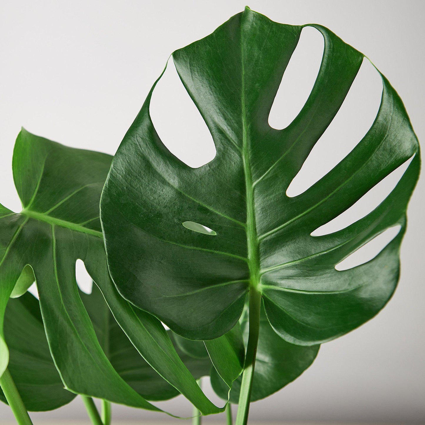 Monstera ‘Split-Leaf’ | Iconic, Lush Tropical Look