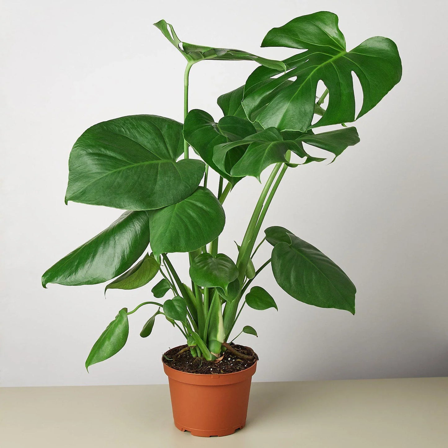 Monstera ‘Split-Leaf’ | Iconic, Lush Tropical Look