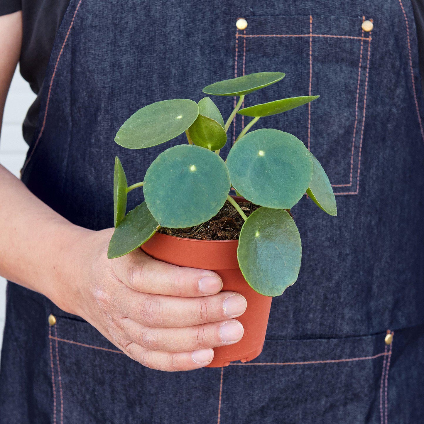 Pilea Peperomioides | Pet-Friendly & Compact