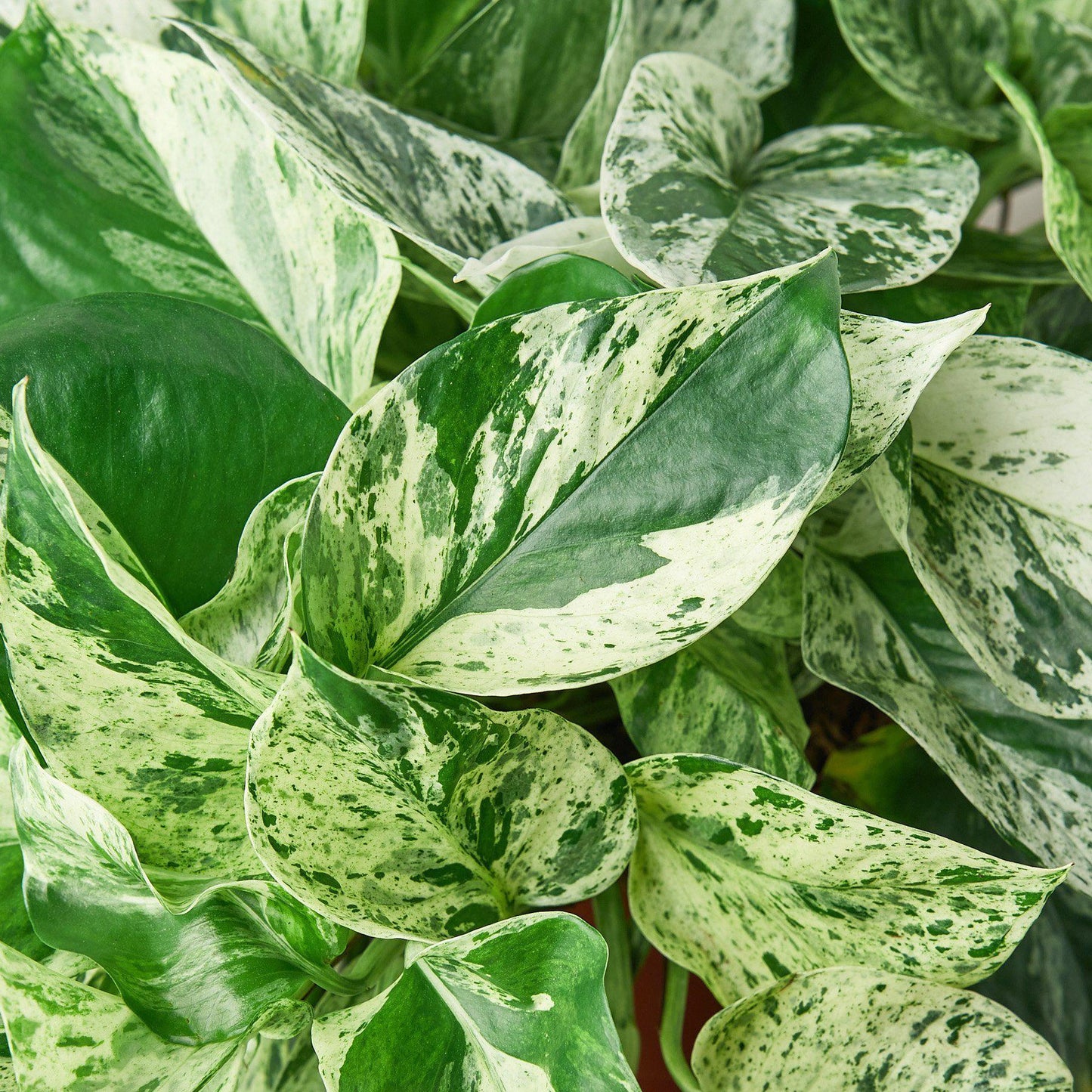 Marble Queen Pothos | White Variegated Vine