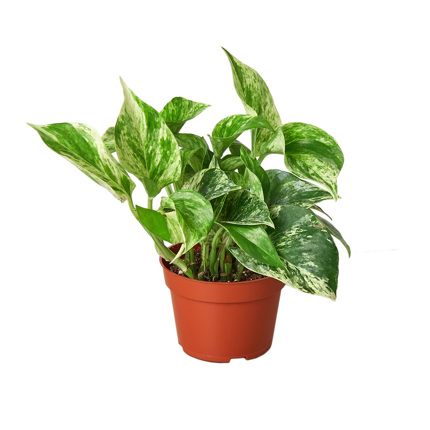 Marble Queen Pothos | White Variegated Vine