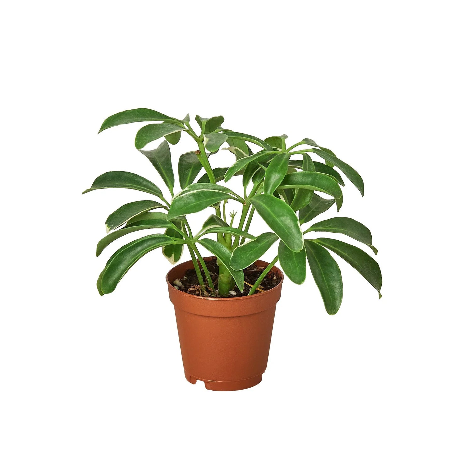 Schefflera ‘Umbrella’ | Easy-Care Indoor Tree