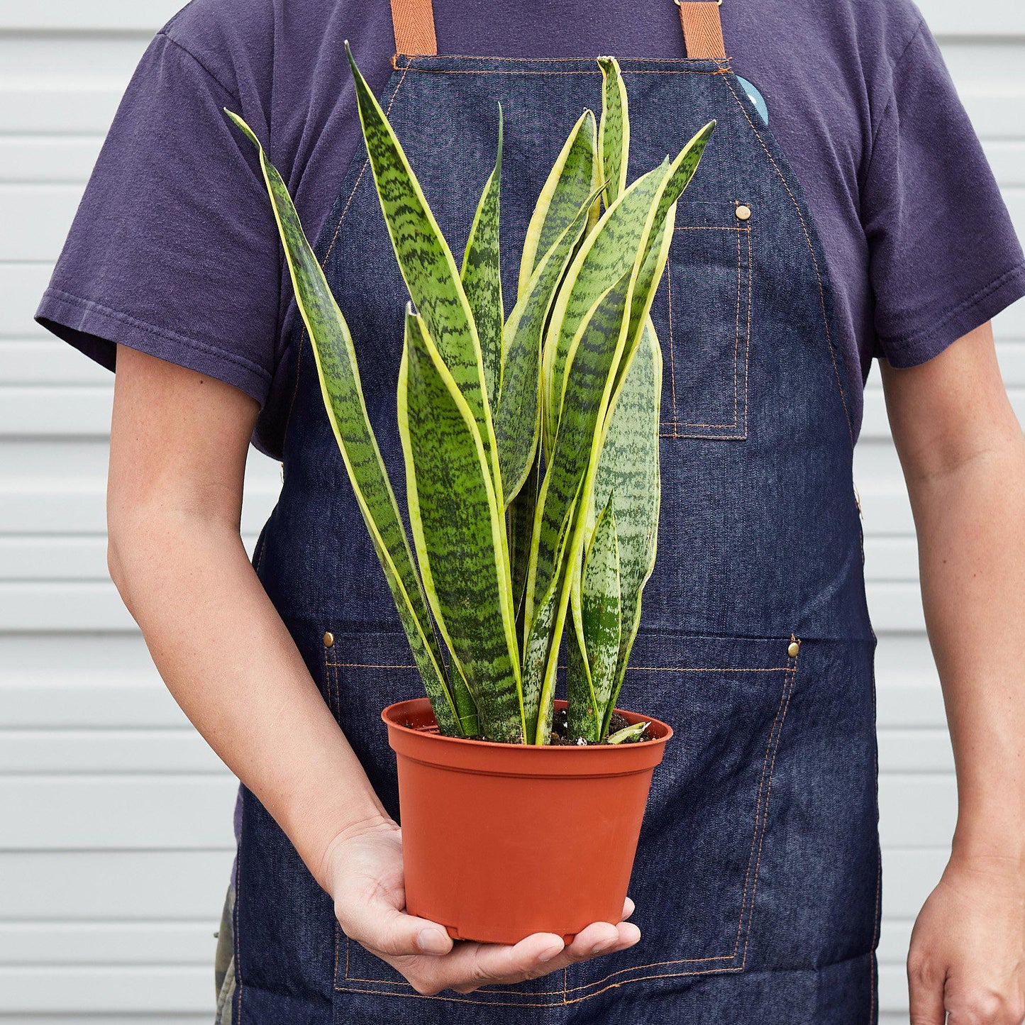 Snake Plant ‘Laurentii’ | Bold, Air-Purifying Foliage