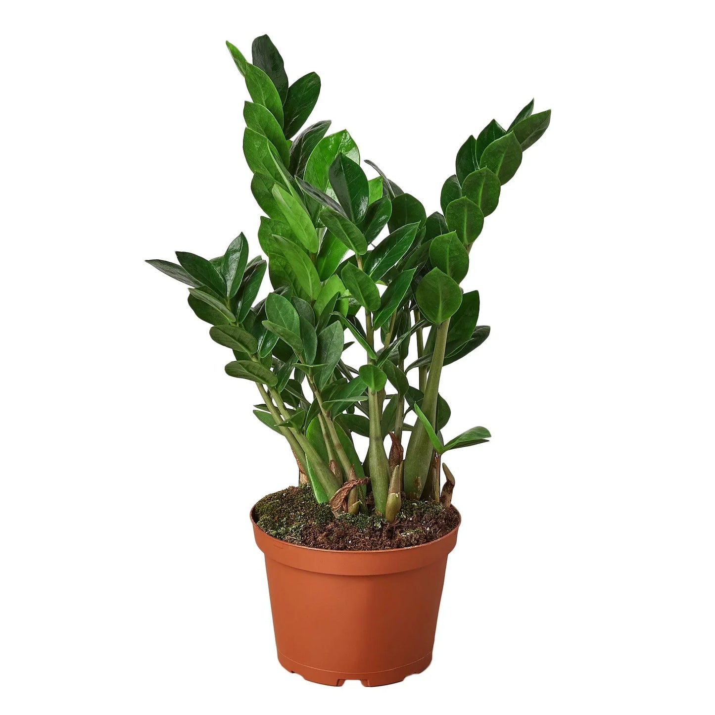 ZZ Plant | Low-Light, Hardy Air-Purifying Plant