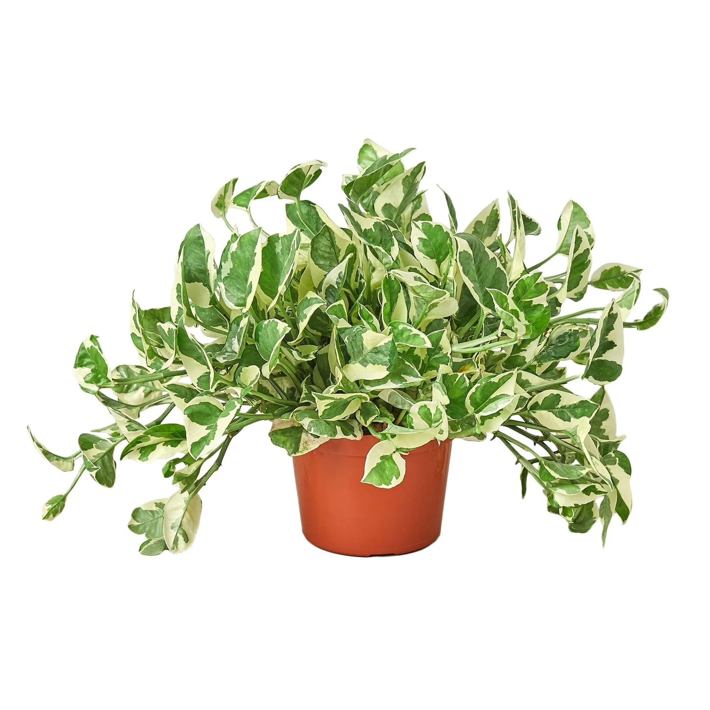 Pothos 'N’Joy' | Easy-Care Trailing Plant