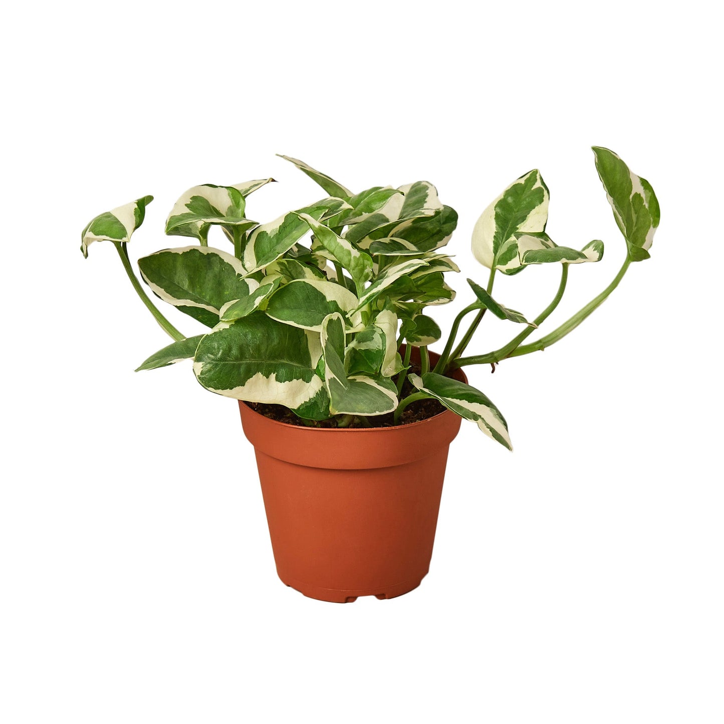 Pothos 'N’Joy' | Easy-Care Trailing Plant