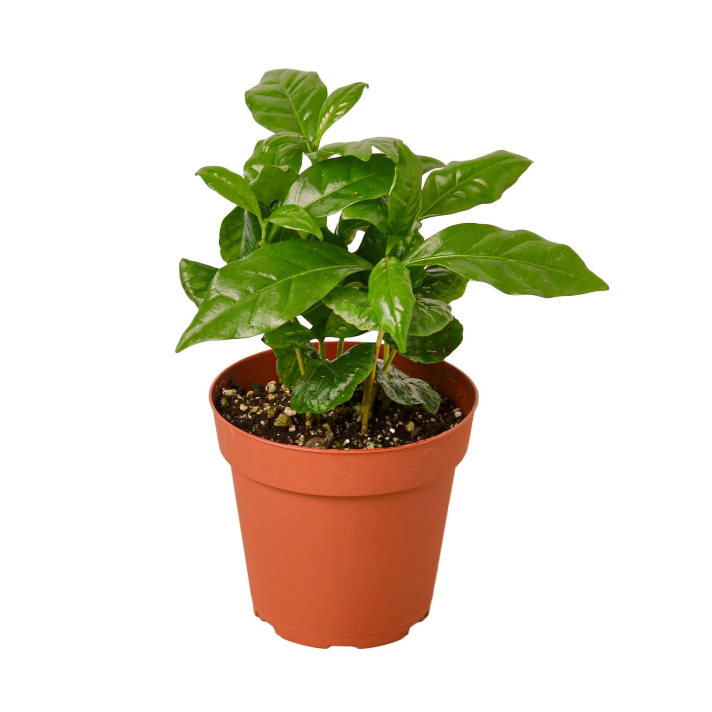 Arabica Coffee | Easy-Care Indoor Bean Plant