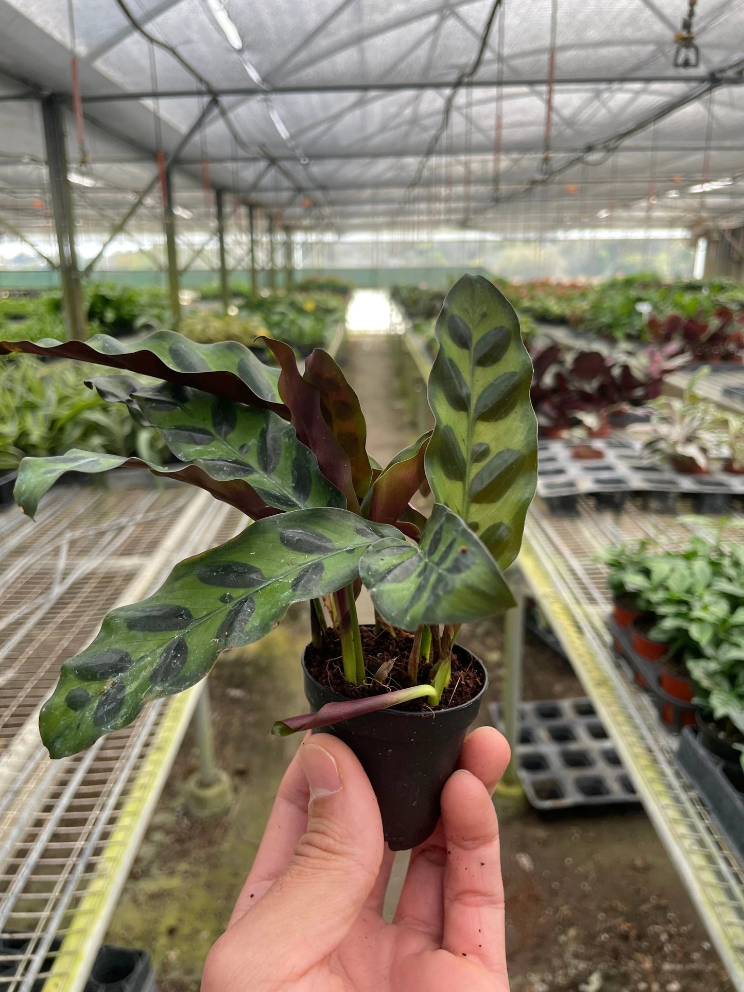 Drama Calathea lancifolia with patterned olive and dark green leaves and bold wavy edges. Low light indoor plant. Shipped live by Plants & Roses Inc.