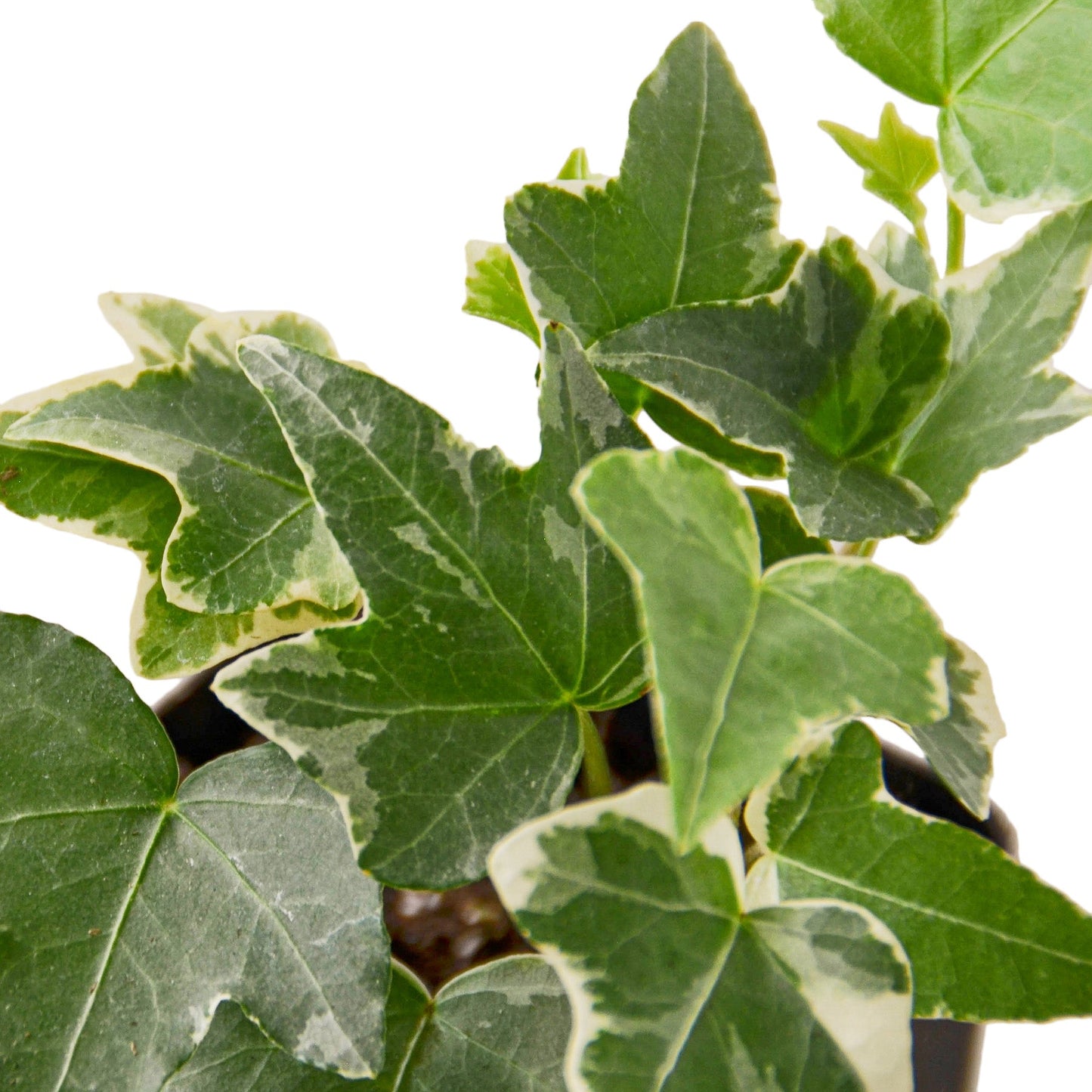 English Ivy 'Glacier' - Variegated Hedera helix