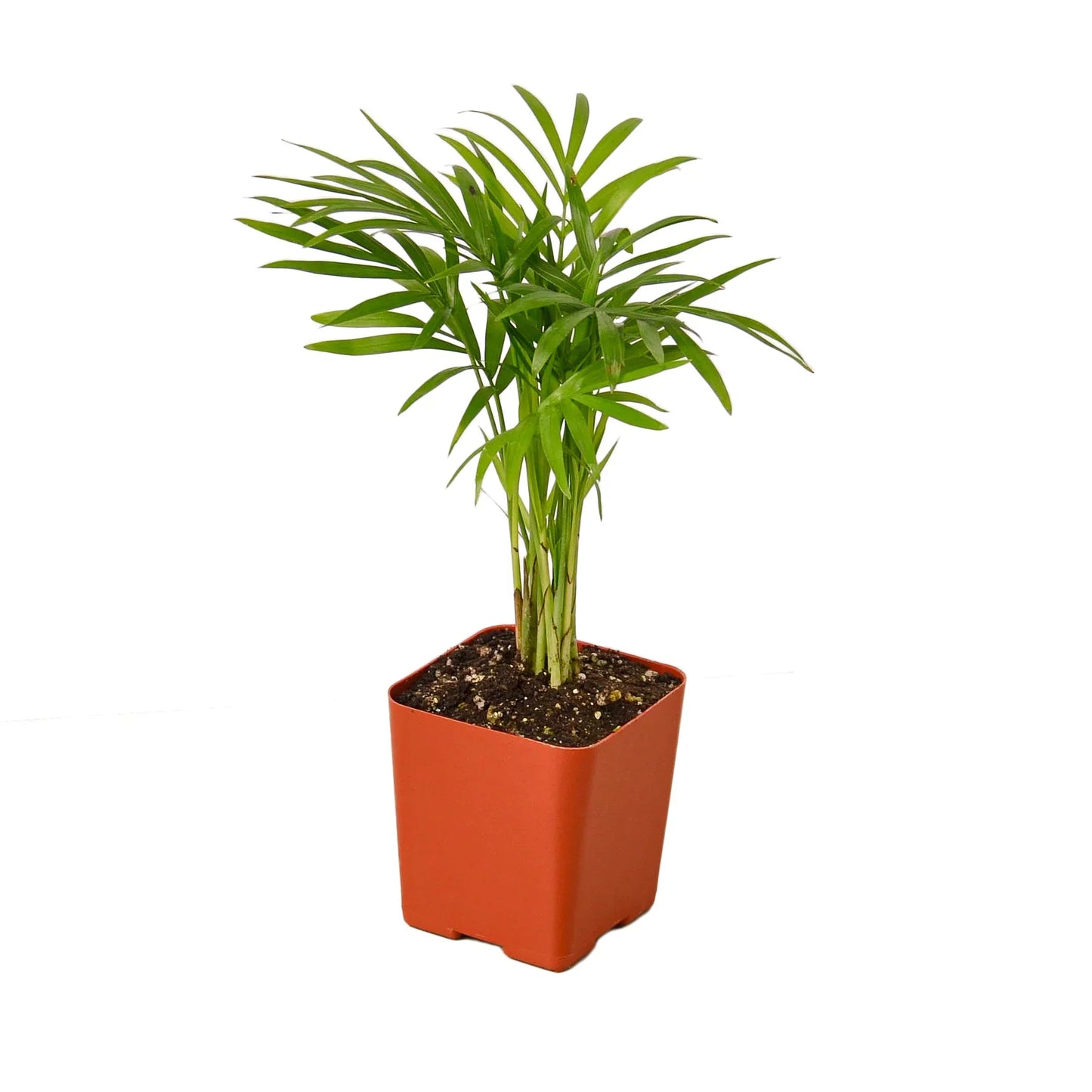 Parlor Palm | Pet-Friendly, Low Light Air Purifier