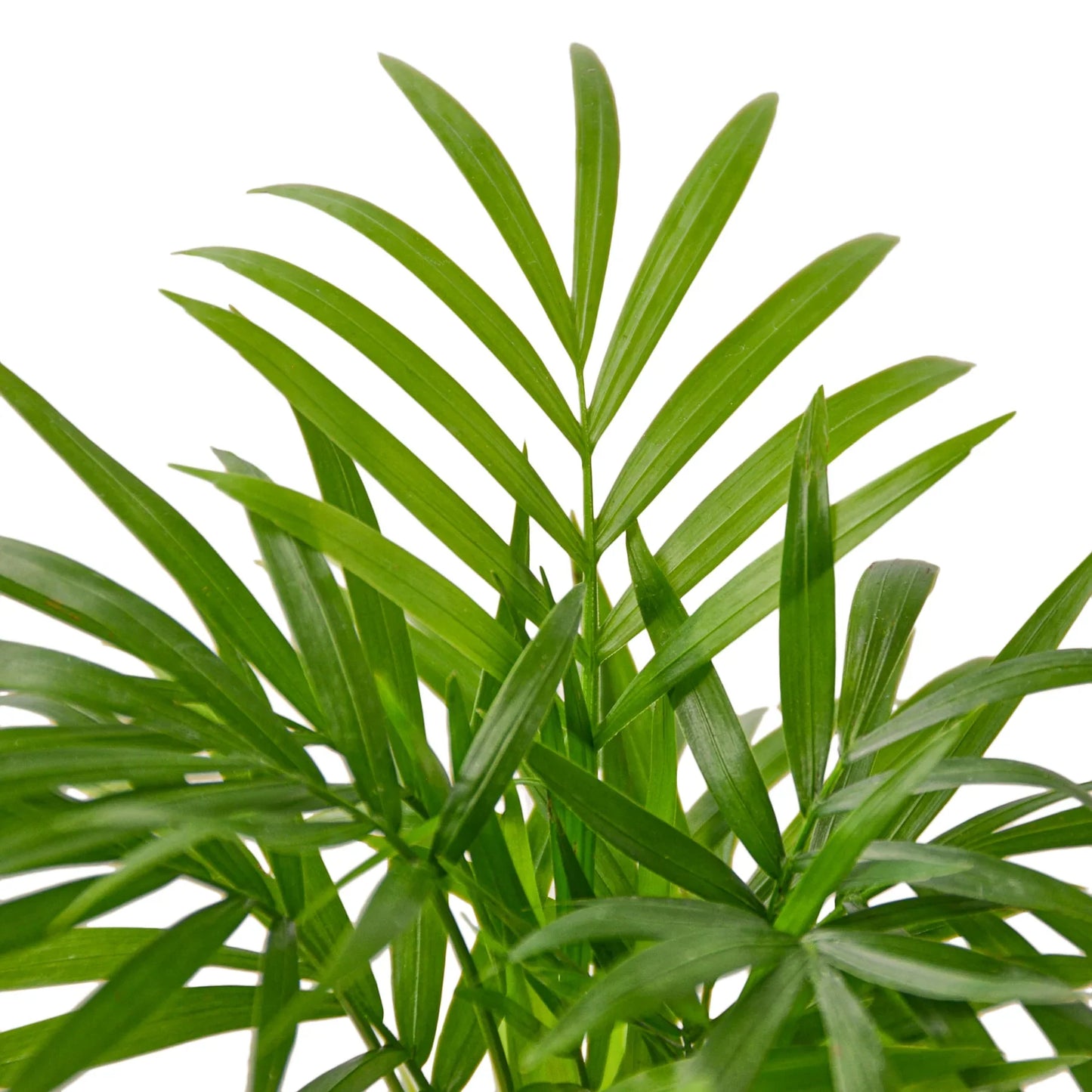 Parlor Palm | Pet-Friendly, Low Light Air Purifier