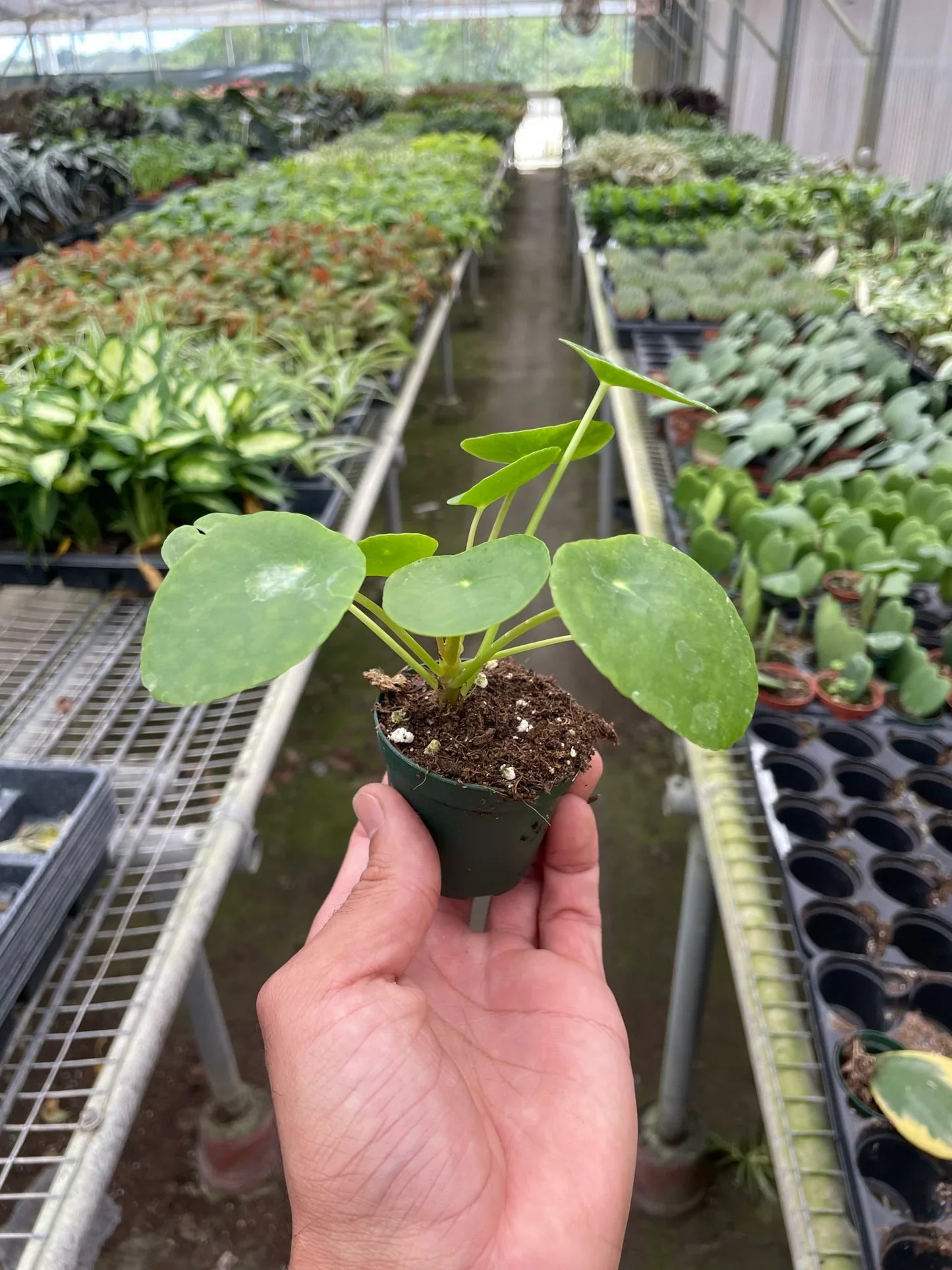 Pilea Peperomioides | Pet-Friendly & Compact