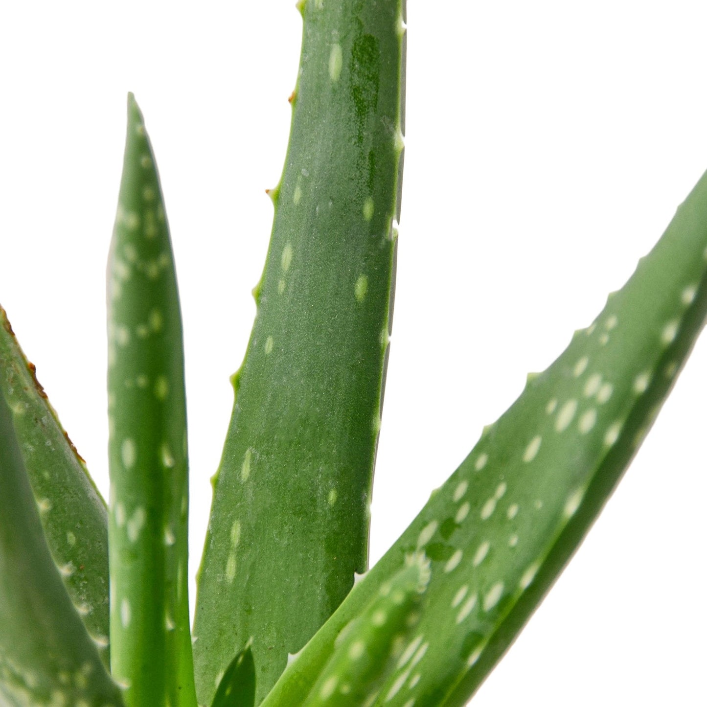 Aloe Vera | Healing Succulent for Easy Indoor Care