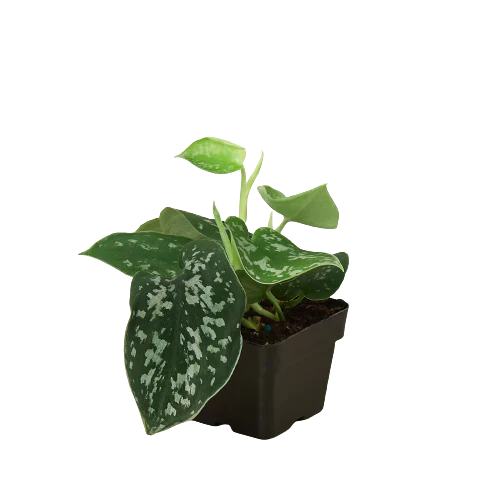 Pothos ‘Satin’ | Trailing, Air-Purifying Vine