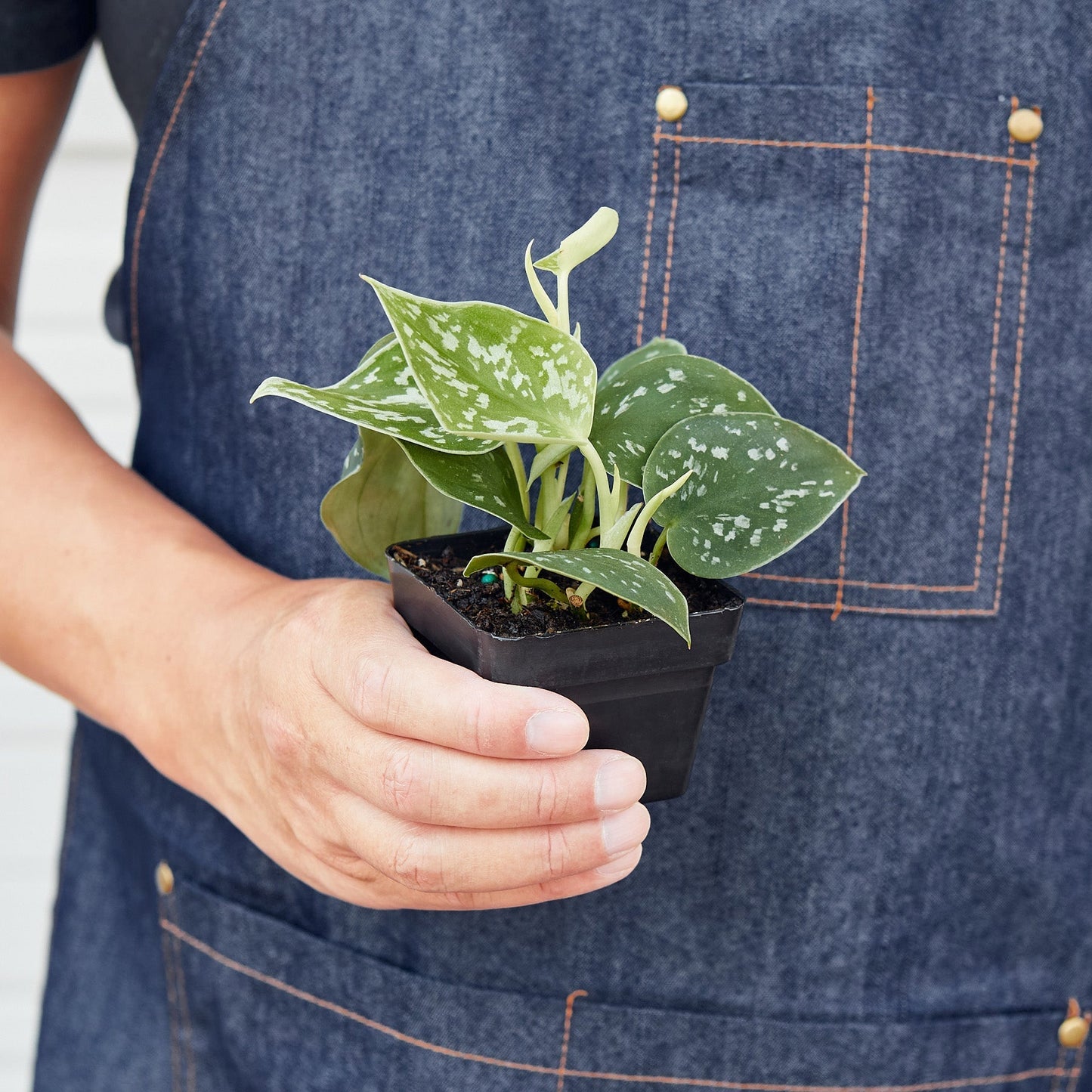Pothos ‘Satin’ | Trailing, Air-Purifying Vine