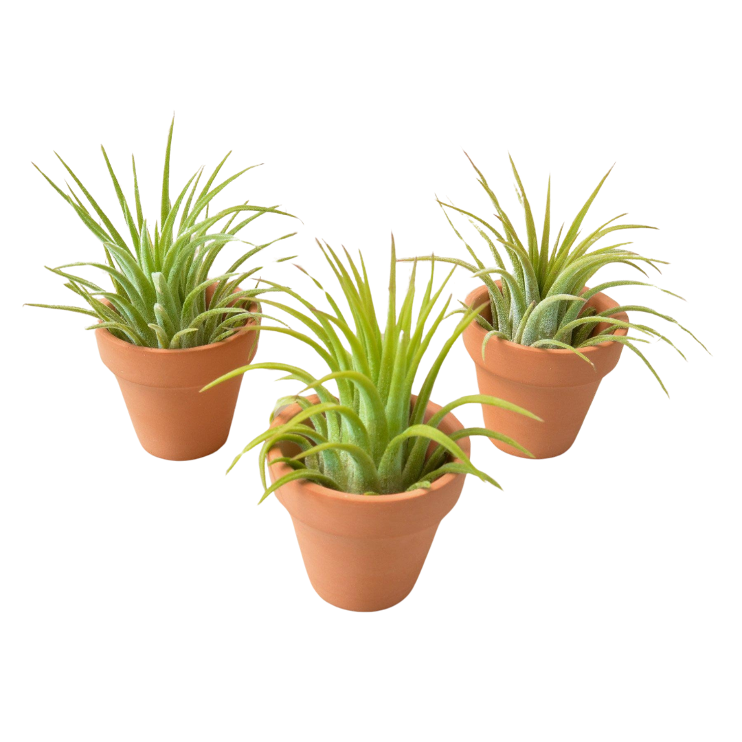 Set of 3 Ionantha Guatemala air plants in mini terra cotta pots, arranged on a desk