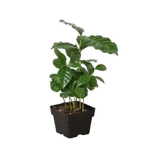 Arabica Coffee | Easy-Care Indoor Bean Plant