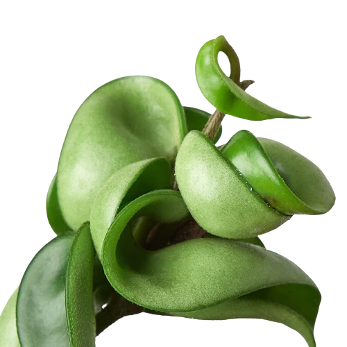 Hoya Rope Plant - Unique Krinkle Kurl Vine
