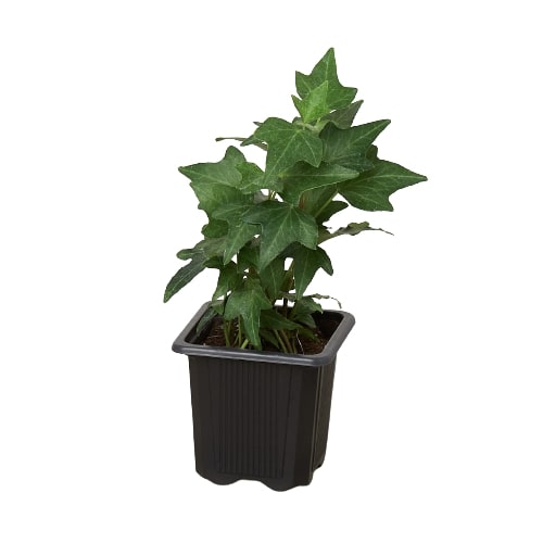 English Ivy | Fast-Growing, Classic Indoor Vine