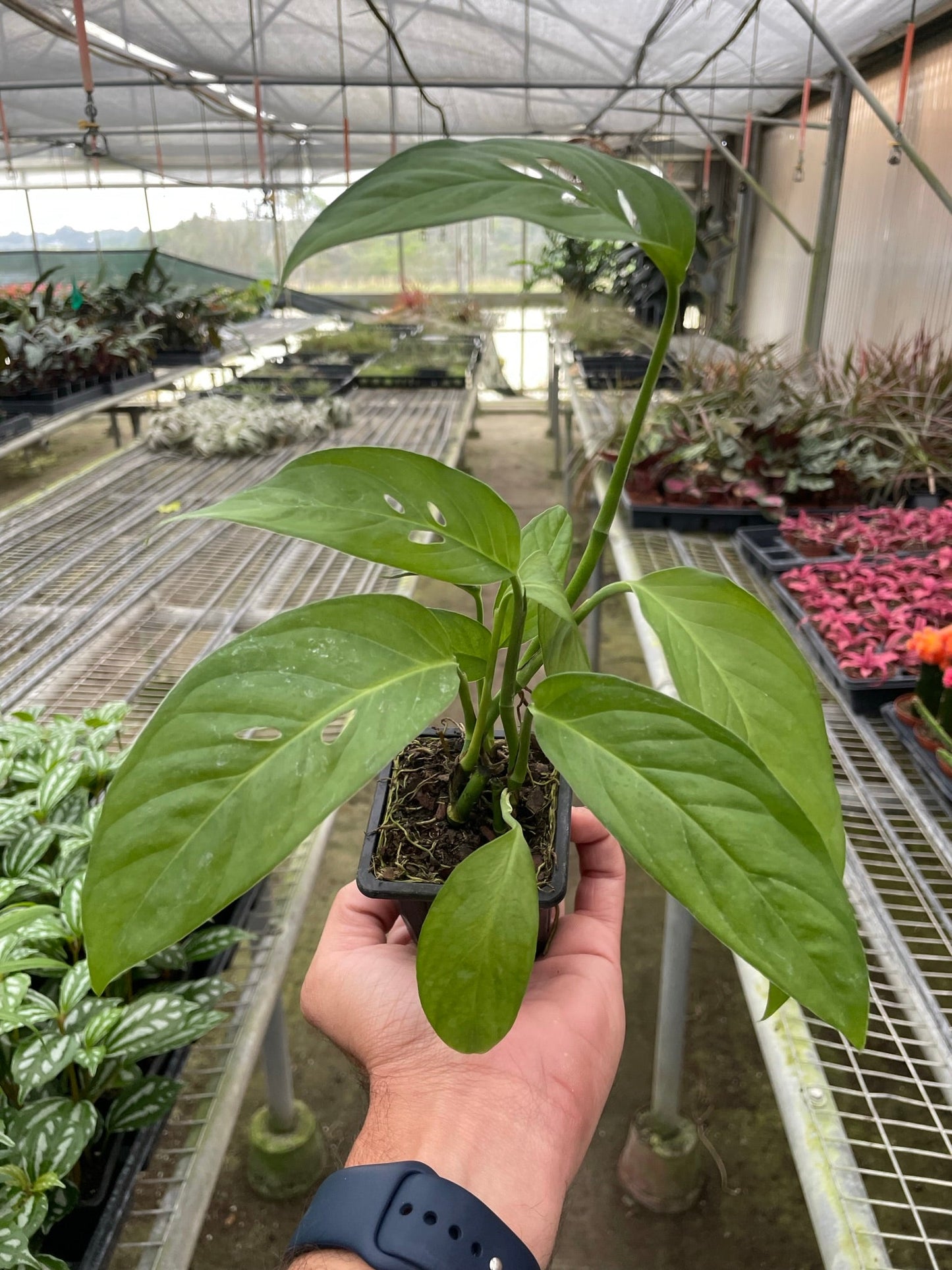 Monstera ‘Swiss Cheese’ | Climbing, Air-Purifying