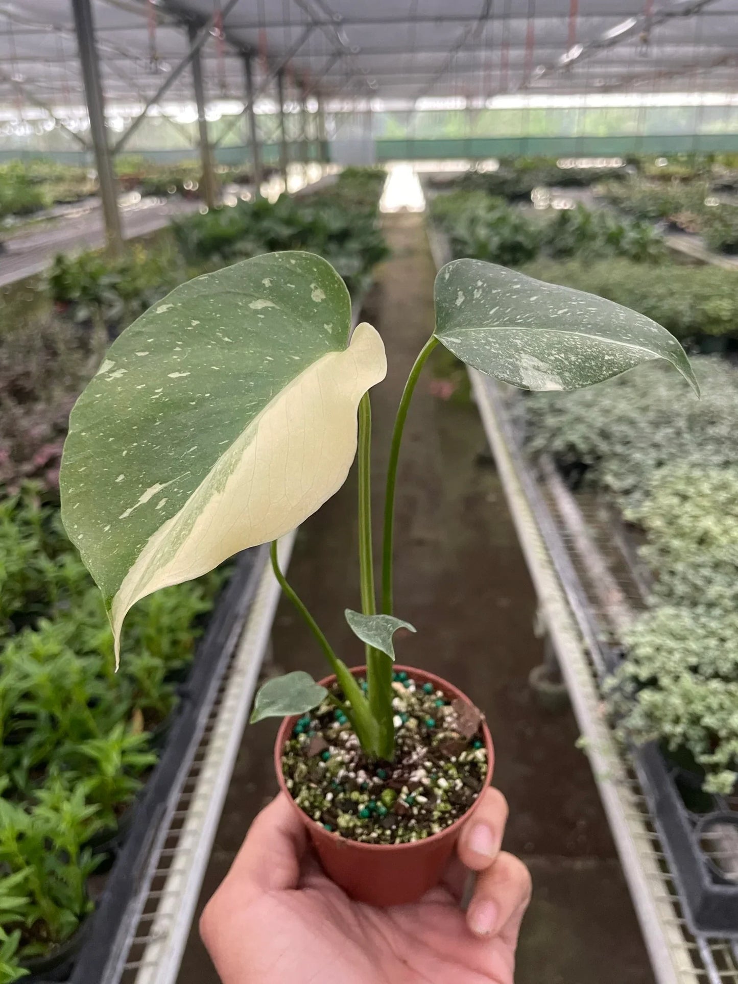 Monstera 'Thai Constellation' - Variegated