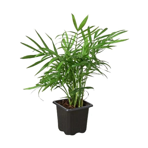 Parlor Palm | Pet-Friendly, Low Light Air Purifier