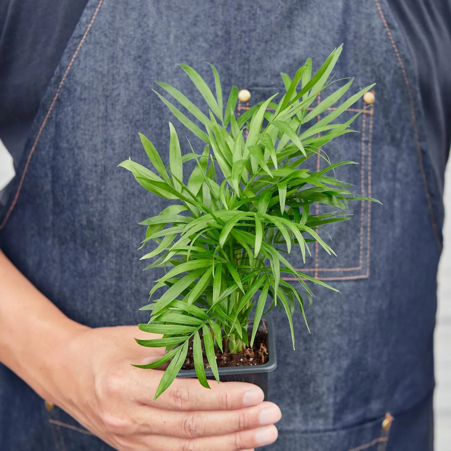 Parlor Palm | Pet-Friendly, Low Light Air Purifier
