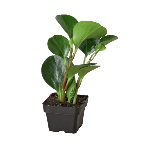 Peperomia Thailand | Pet-Safe, Easy-Care Desk Plant