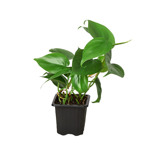 Philodendron Cordatum | Low Light Trailing Plant