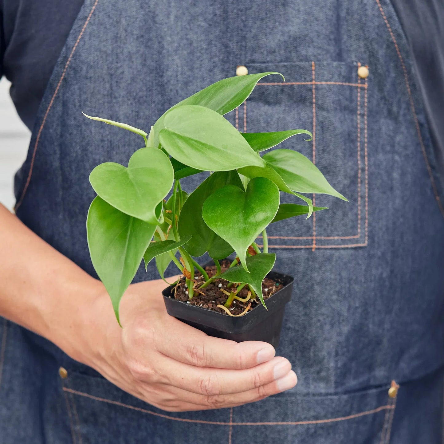 Philodendron Cordatum | Low Light Trailing Plant