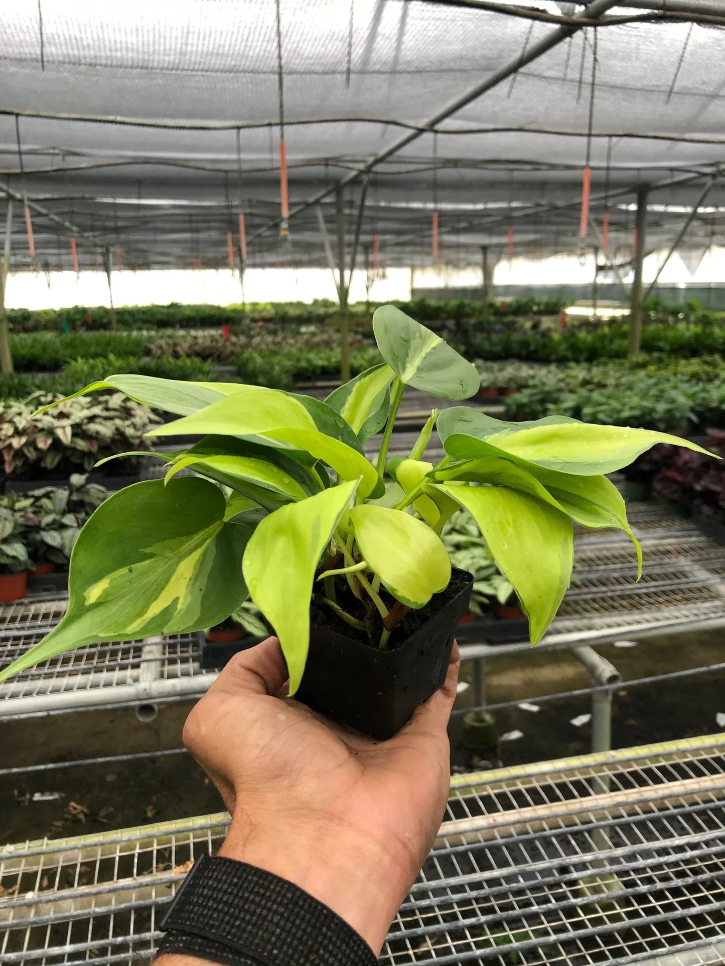 Philodendron ‘Brasil’ | Variegated, Easy Trailing