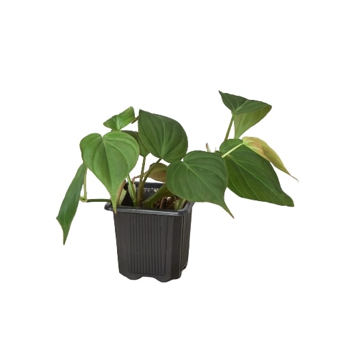 Philodendron ‘Velvet’ | Lush Trailing Foliage Plant