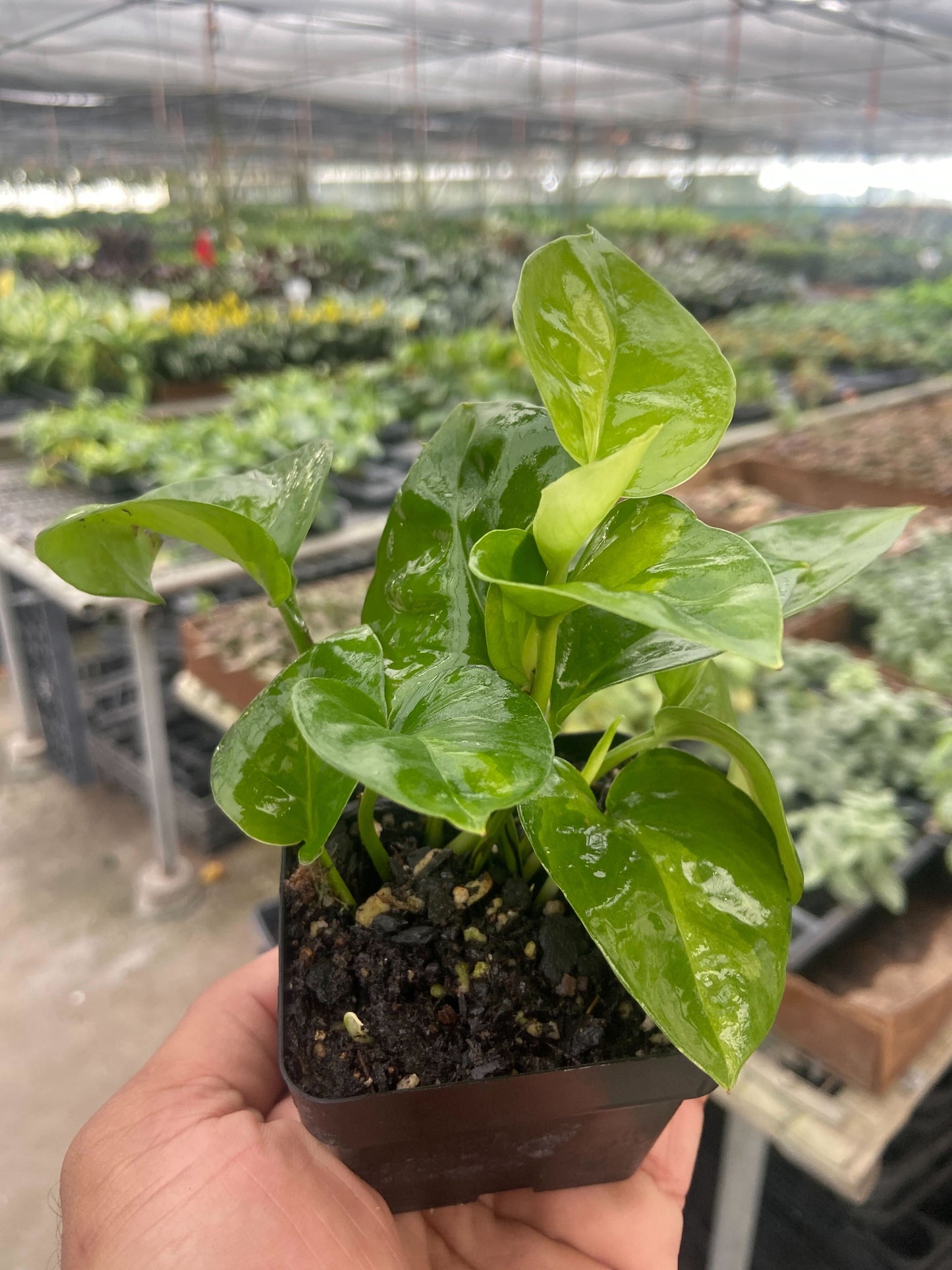 Pothos 'Global Green' - Easy Care Trailing