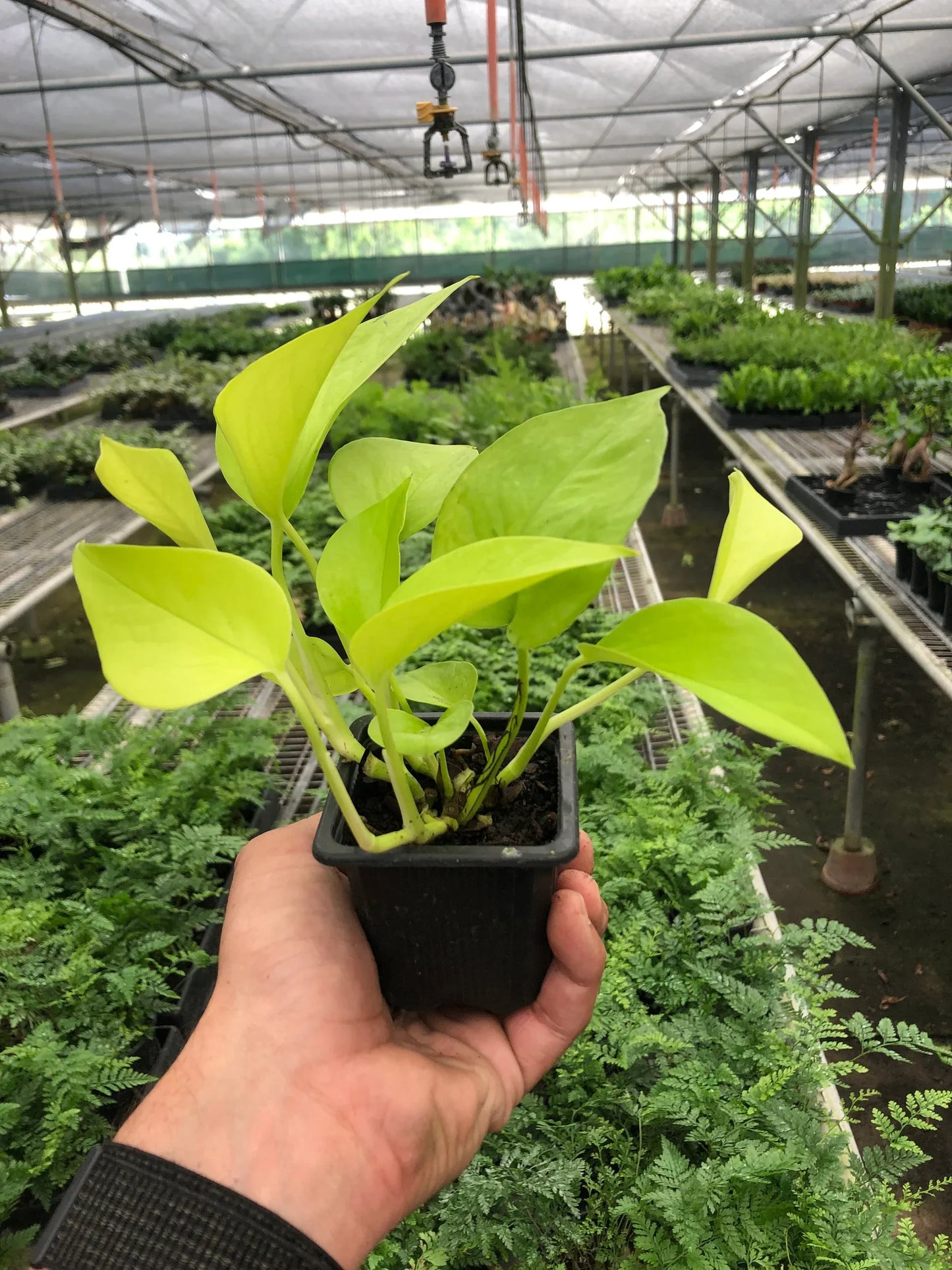Neon Pothos | Bright, Trailing & Easy-Care Vine